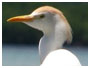 voir la page Garde boeufs oiseaux de Guadeloupe